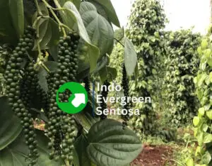 Indonesian Spice Supplier