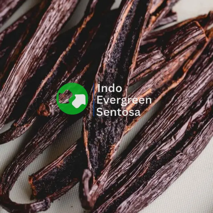 Vanilla comodities on Indo Evergreen Sentosa