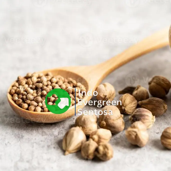 Cardamom of Indo Evergreen Sentosa